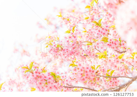 Cherry blossoms/spring image 126127753