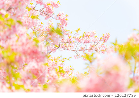 櫻花/春天的形象 126127759