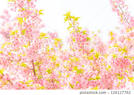 櫻花/春天的形象 126127762