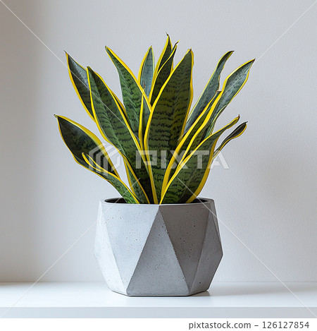 The snake plant in a geometric pot offers a stylish, vibrant touch to a home or office setting. The snake plant in a geometric pot offers a stylish, vibrant touch to a home or office setting. 126127854