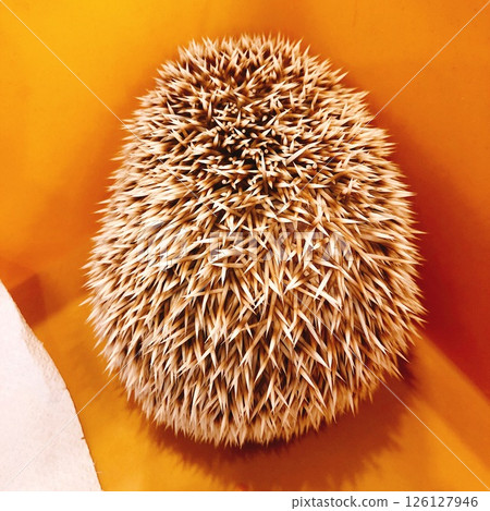 Hedgehog's back 126127946