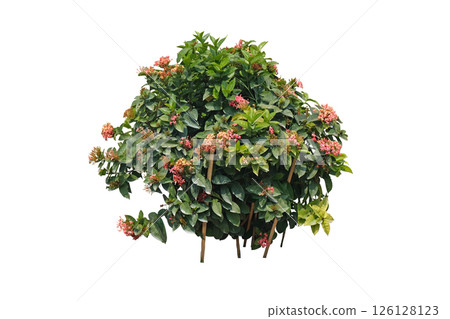 Tropical plant flower bush tree, Ixora Dwarf Mini Pink Flower Plant Tropical plant flower bush tree, Ixora Dwarf Mini Pink Flower Plant 126128123