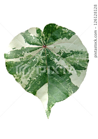 Hibiscus tiliaceus Variegated leaves Hibiscus tiliaceus Variegated leaves 126128128