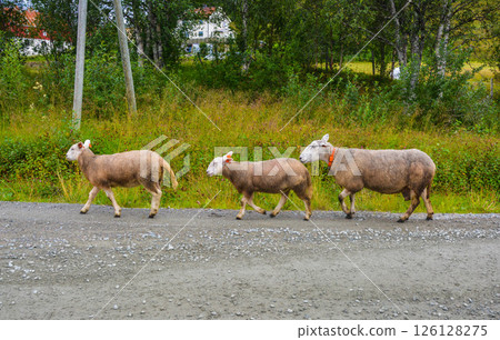 Three Mountain sheep walking on the road Three Mountain sheep walking on the road 126128275