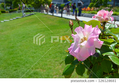 Rose of pink color Rose of pink color 126128681