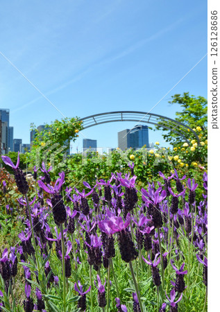 玫瑰園裡盛開的薰衣草（大阪中之島玫瑰園） 126128686