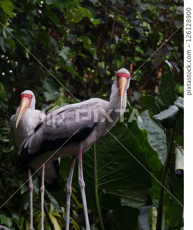 African Billed Stork African Billed Stork 126128900