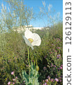 Tall white Papaver somniferum in sunny wild habitat with purple blooms 126129113