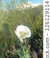 Single white Papaver somniferum flower blooming in wild countryside scene 126129114