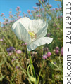White opium poppy (Papaver somniferum) flower in a vibrant wildflower field 126129115