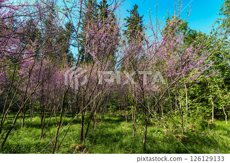 Eastern Redbud Tree or Cercis canadensis blossoming in the World Forest, Weltwald in Freising near Munich, Germany. 126129133