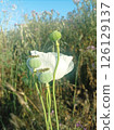 White Papaver somniferum flower and green seed pods in natural habitat 126129137