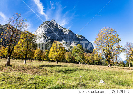 maple trees at Ahornboden, Karwendel mountains, Tyrol, Austria maple trees at Ahornboden, Karwendel mountains, Tyrol, Austria 126129162