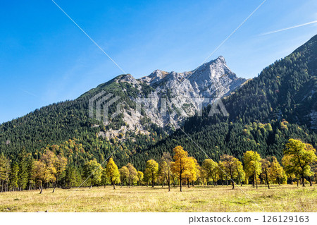 maple trees at Ahornboden, Karwendel mountains, Tyrol, Austria maple trees at Ahornboden, Karwendel mountains, Tyrol, Austria 126129163