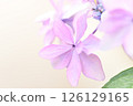 紫色八仙花屬特寫鏡頭 126129165