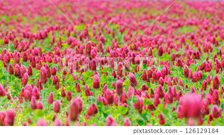 Blooming Crimson Clover Flower Field 1 126129184