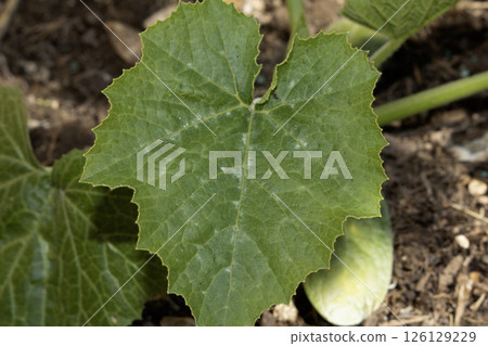 Courgette plant leaves growing in spring 126129229