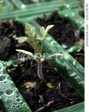 Close up of baby tomato plant germinating in a small pot Close up of baby tomato plant germinating in a small pot 126129240