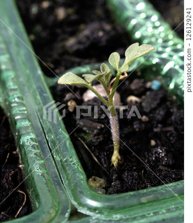 Close up of baby tomato plant germinating in a small pot 126129241