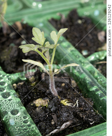 Close up of baby tomato plant germinating in a small pot Close up of baby tomato plant germinating in a small pot 126129242