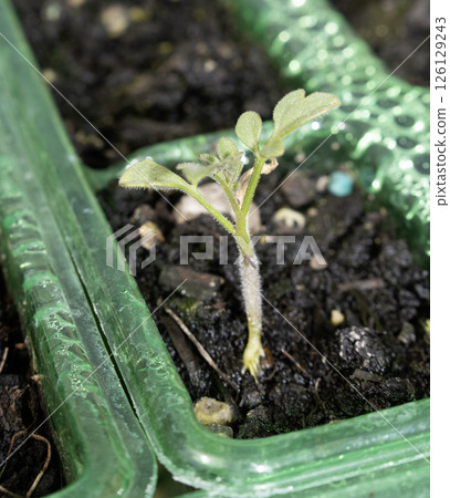 Close up of baby tomato plant germinating in a small pot 126129243