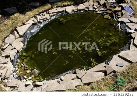 Close up of a pond with new pond syndrome full algae bloom green sludge water 126129252