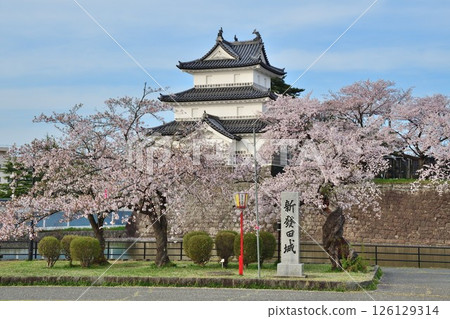 春天的新發田城和櫻花（新潟縣） 126129314