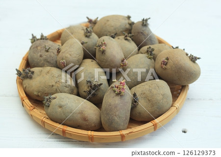 Old red tubers of budding potatoes in a basket. 126129373