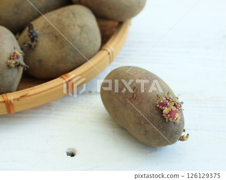 Old red tubers of budding potatoes in a basket. 126129375