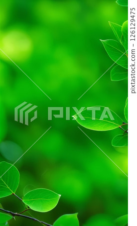 Green leaves on blurred background. Fresh foliage with sunlight. Natural eco backdrop with copy space for design, wallpaper, or branding 126129475