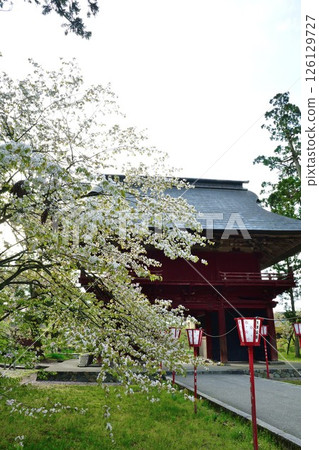 Cherry blossoms at Otohoji Temple (Niigata Prefecture) 126129727