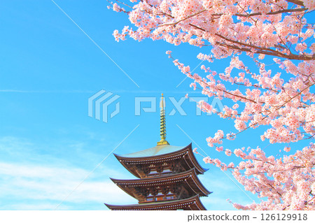 Scenery of the five-story pagoda and cherry blossoms at Kakuozan Nittaiji Temple, Nagoya City, Aichi Prefecture Scenery of the five-story pagoda and cherry blossoms at Kakuozan Nittaiji Temple, Nagoya City, Aichi Prefecture 126129918