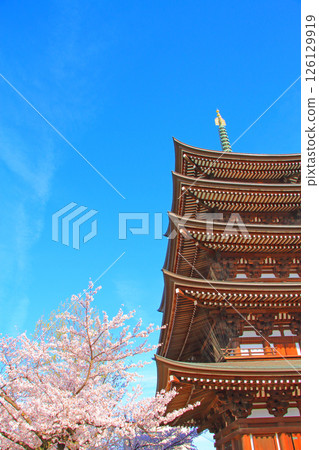 Scenery of the five-story pagoda and cherry blossoms at Kakuozan Nittaiji Temple, Nagoya City, Aichi Prefecture 126129919