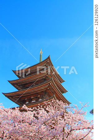 愛知縣名古屋市覺王山二泰寺五層寶塔與櫻花風景 愛知縣名古屋市覺王山二泰寺五層寶塔與櫻花風景 126129920