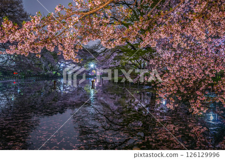 Cherry blossoms at Inokashira Park 126129996