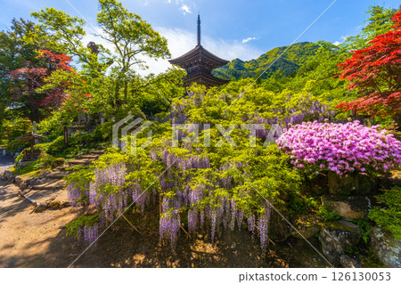 Maeyamaji Temple, a famous spot for wisteria flowers, and the three-story pagoda of the "Unfinished Tower of Completion" 126130053