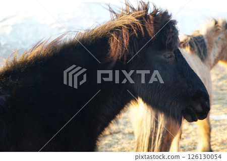 Icelandic horses (in the grasslands of Iceland) 126130054