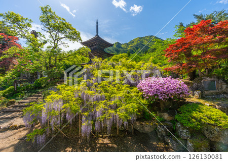 Maeyamaji Temple, a famous spot for wisteria flowers, and the three-story pagoda of the "Unfinished Tower of Completion" 126130081
