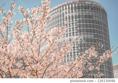 Takashima waterfront park and cherry blossoms Takashima waterfront park and cherry blossoms 126130098
