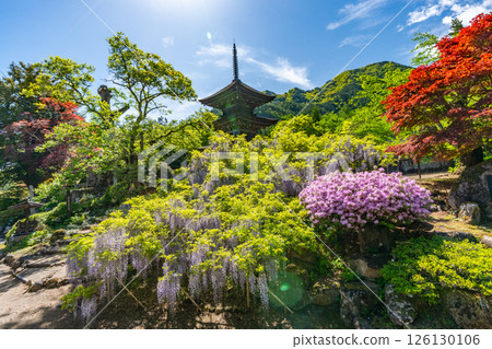 紫藤名勝前山寺與「未完工之塔」三重塔 紫藤名勝前山寺與「未完工之塔」三重塔 126130106