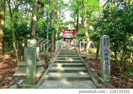 音寶寺的蘑菇和櫻花（新潟縣） 126130162