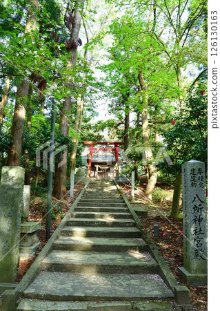 Otohoji Temple's mushrooms and cherry blossoms (Niigata Prefecture) 126130163