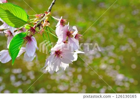 Otohoji Temple's mushrooms and cherry blossoms (Niigata Prefecture) 126130165