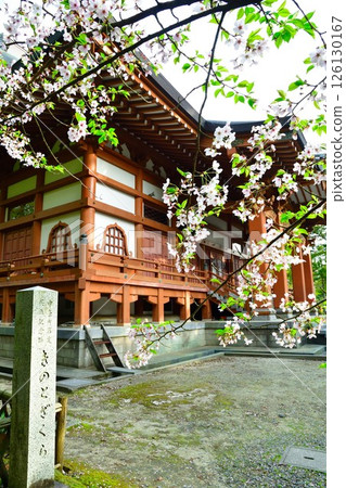 音寶寺的蘑菇和櫻花（新潟縣） 126130167