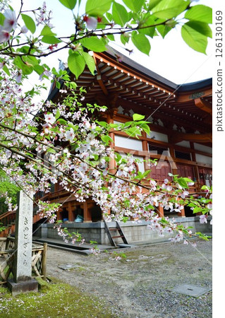 Otohoji Temple's mushrooms and cherry blossoms (Niigata Prefecture) 126130169