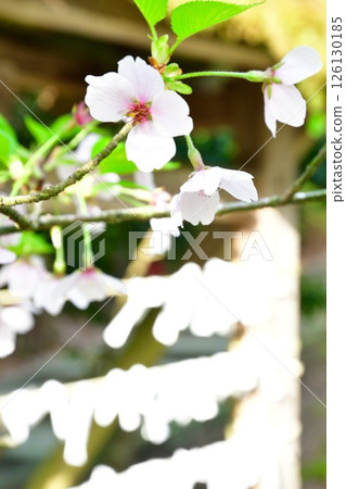 Otohoji Temple's mushrooms and cherry blossoms (Niigata Prefecture) 126130185