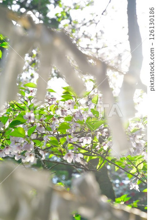 Otohoji Temple's mushrooms and cherry blossoms (Niigata Prefecture) 126130186