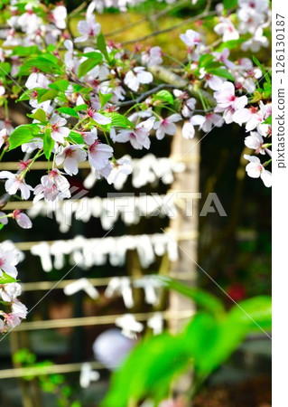 Otohoji Temple's mushrooms and cherry blossoms (Niigata Prefecture) 126130187