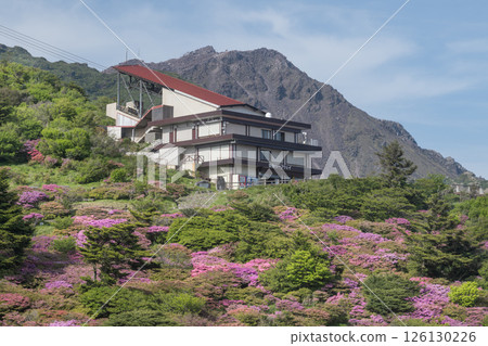 Nita Pass Azaleas Unzen Nita Pass Nita Pass Azaleas Unzen Nita Pass 126130226