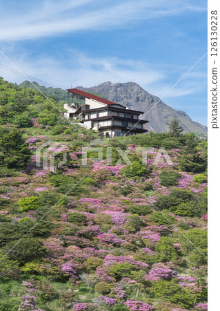 Nita Pass Azaleas Unzen Nita Pass Nita Pass Azaleas Unzen Nita Pass 126130228